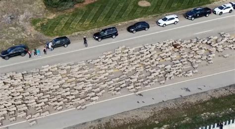 Greener pastures? 2,500 hopeful sheep cross Idaho highway